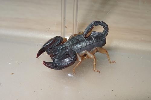 Euscorpius flavicaudis